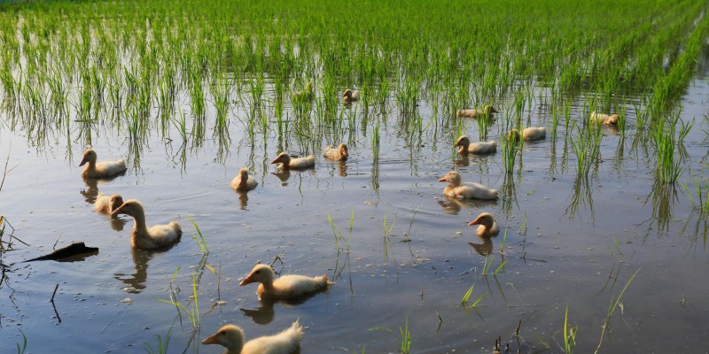 آشنایی با کشاورزی و برنج ارگانیک
