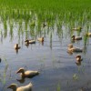 آشنایی با کشاورزی و برنج ارگانیک