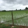 چرا برنج فریدونکنار معروف است؟
