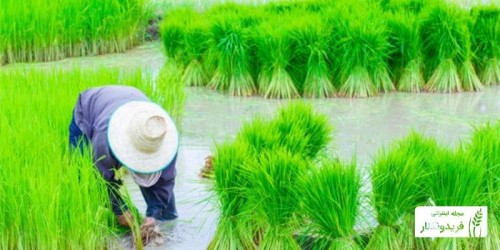 مراحل کاشت برنج